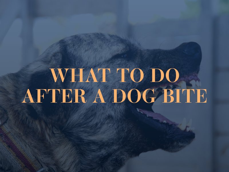What To Do After A Dog Bite