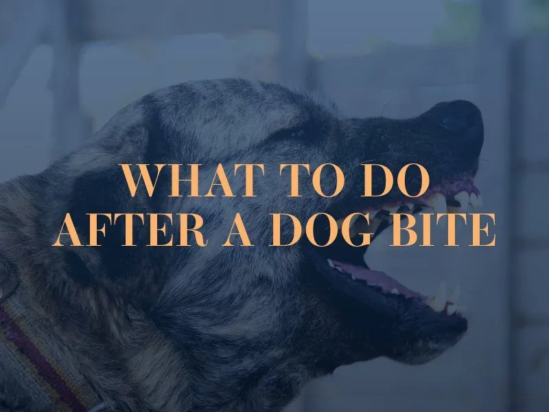 What To Do After A Dog Bite